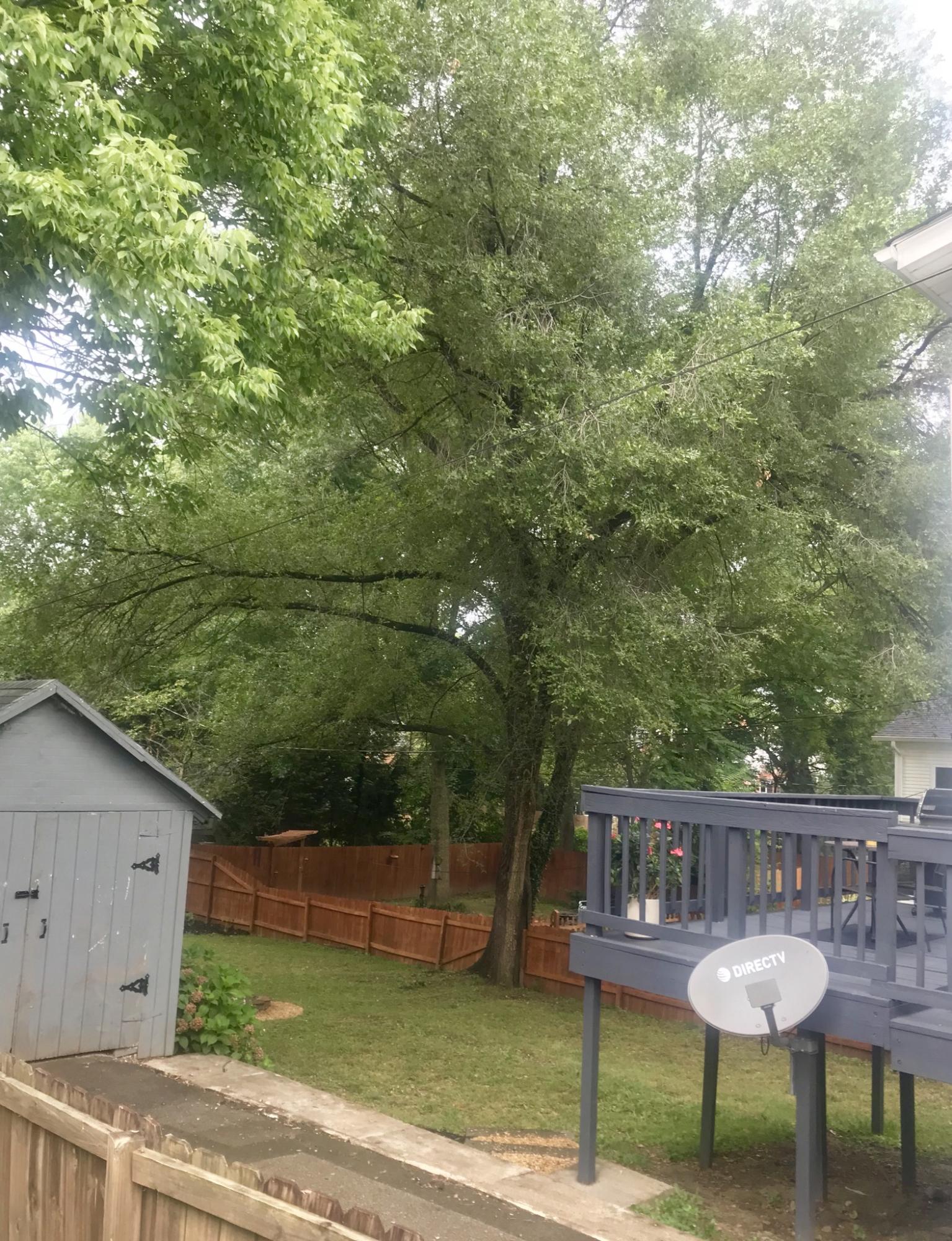 fenced backyard w/detached garage& deck