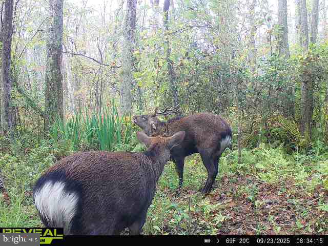 0 Calloway Wharf Road Rhodesdale, MD 21659 - Photo 1 of 29 a view of an outdoor space and seating