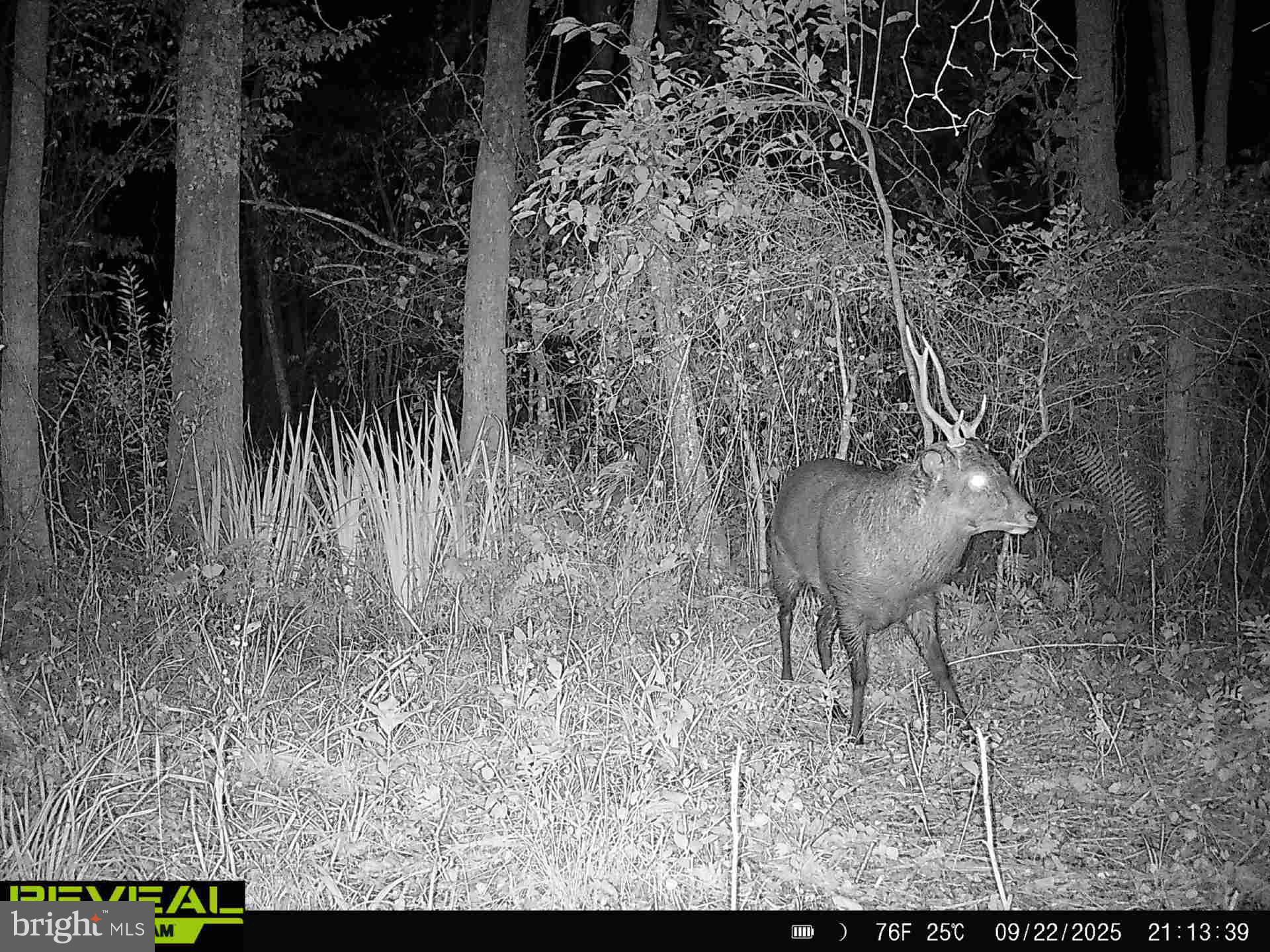 0 Calloway Wharf Road Rhodesdale, MD 21659 - Photo 12 of 29