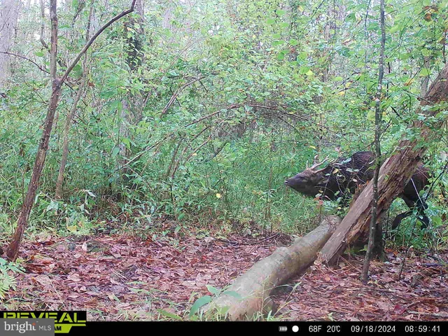 $84,900 | 0 Calloway Wharf Road, Rhodesdale, MD 21659