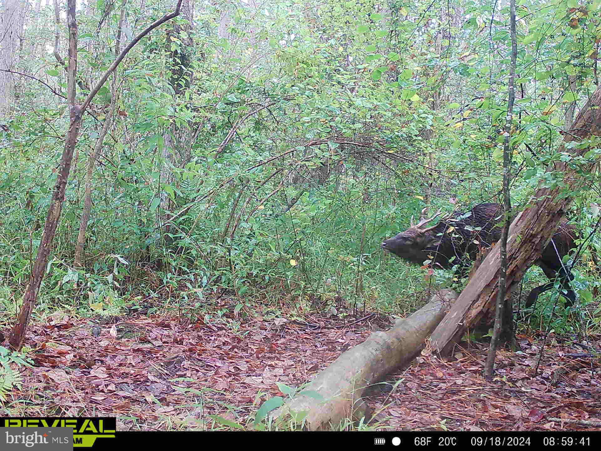 0 Calloway Wharf Road Rhodesdale, MD 21659 - Photo 16 of 29 a view of a yard with plants and a bench