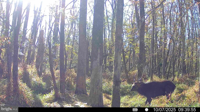 $84,900 | 0 Calloway Wharf Road, Rhodesdale, MD 21659