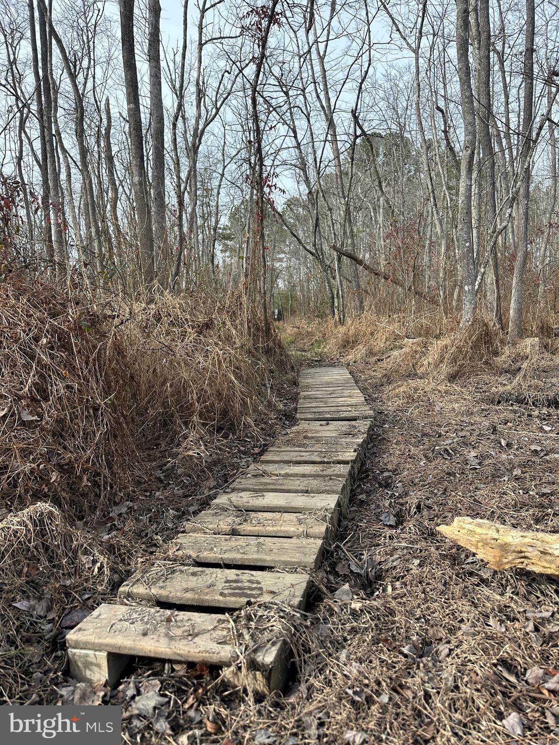 0 Calloway Wharf Road Rhodesdale, MD 21659 - Photo 19 of 29 a view of a yard with plants and trees