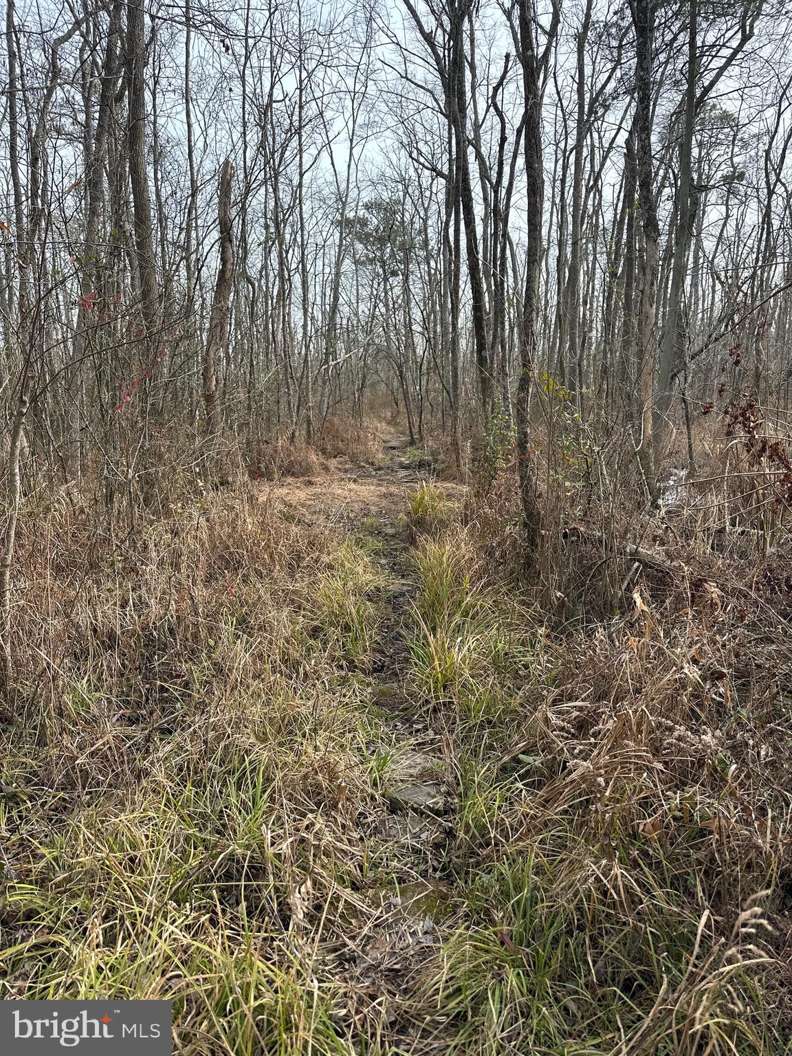 0 Calloway Wharf Road Rhodesdale, MD 21659 - Photo 21 of 29 a view of backyard with green space