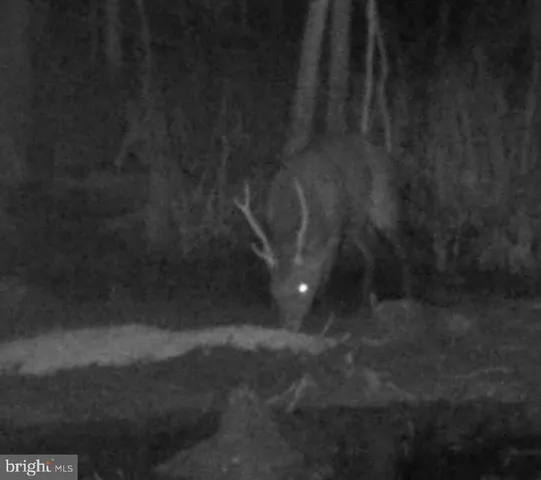 $84,900 | 0 Calloway Wharf Road, Rhodesdale, MD 21659