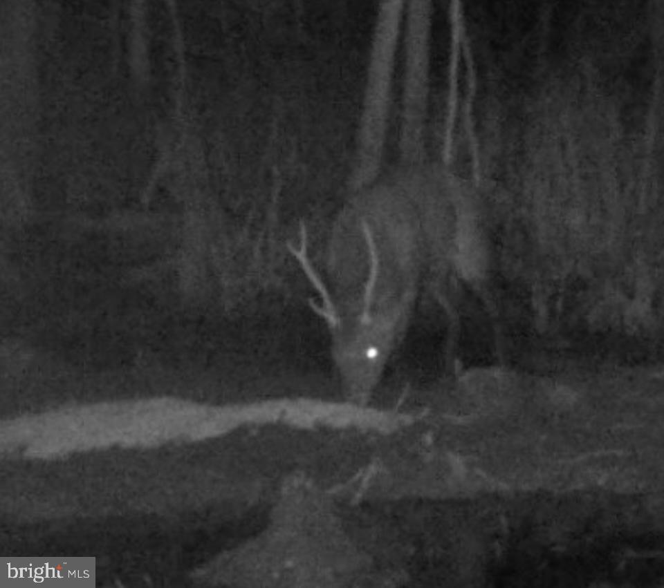 0 Calloway Wharf Road Rhodesdale, MD 21659 - Photo 22 of 29 a view of a yard