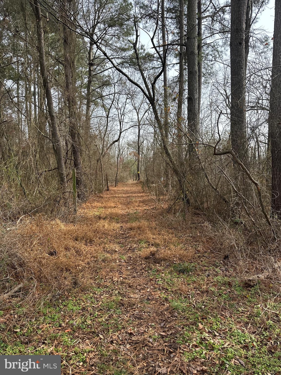 0 Calloway Wharf Road Rhodesdale, MD 21659 - Photo 23 of 29 a backyard of a house with lots of green space