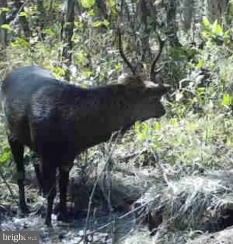 $84,900 | 0 Calloway Wharf Road, Rhodesdale, MD 21659