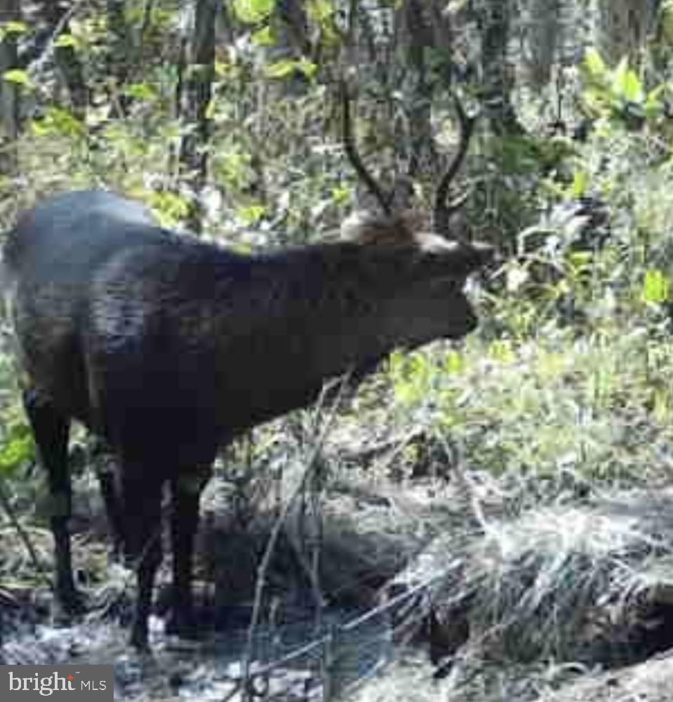 0 Calloway Wharf Road Rhodesdale, MD 21659 - Photo 24 of 29 a vase of flowers sitting on a floor