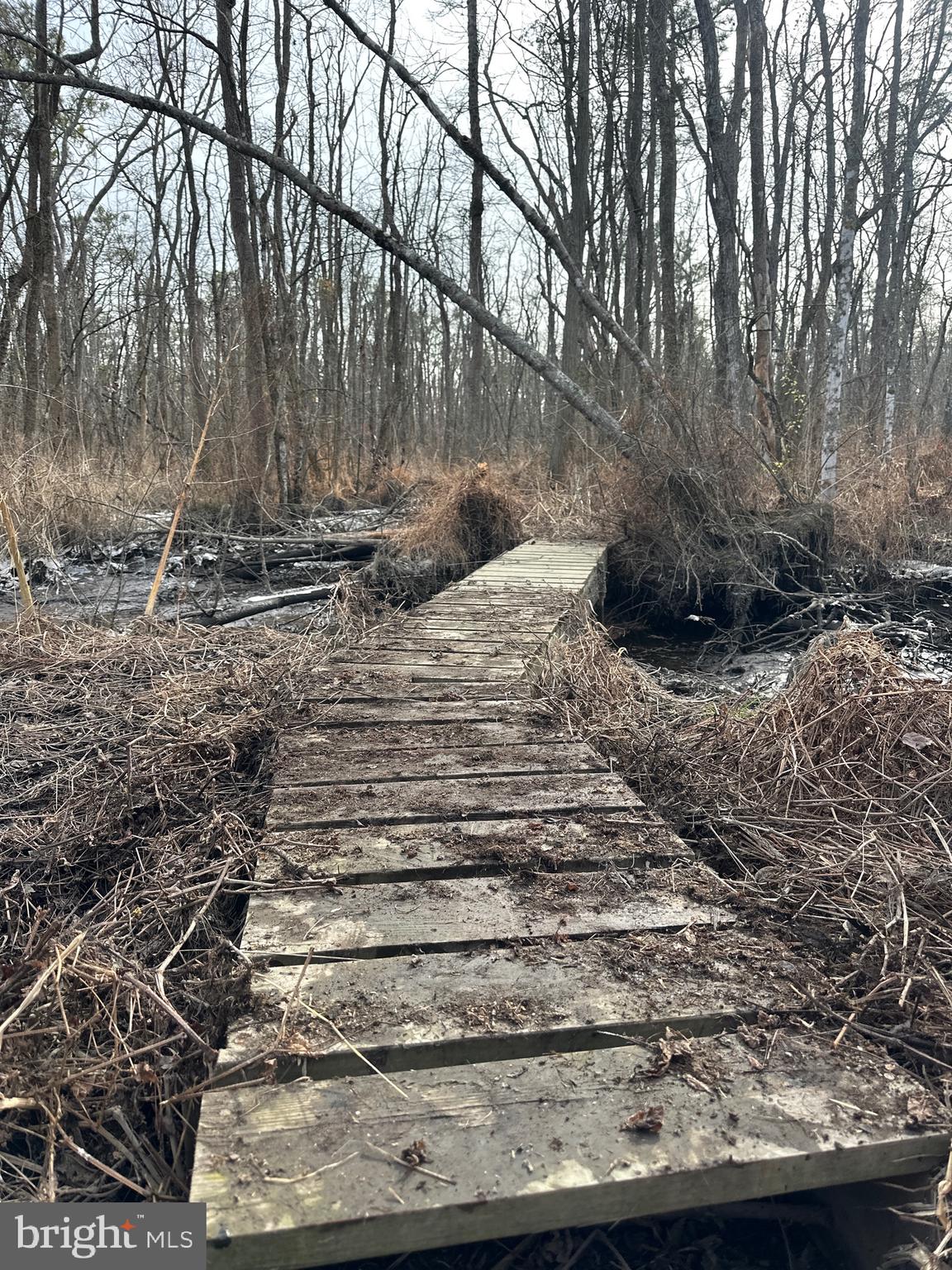0 Calloway Wharf Road Rhodesdale, MD 21659 - Photo 25 of 29 a view of a backyard of the house