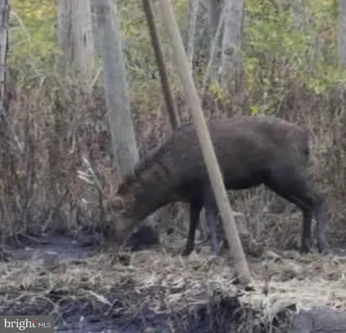 $84,900 | 0 Calloway Wharf Road, Rhodesdale, MD 21659