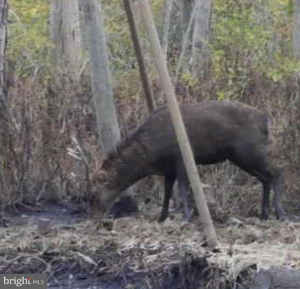 0 Calloway Wharf Road Rhodesdale, MD 21659 - Photo 28 of 29 a view of entryway