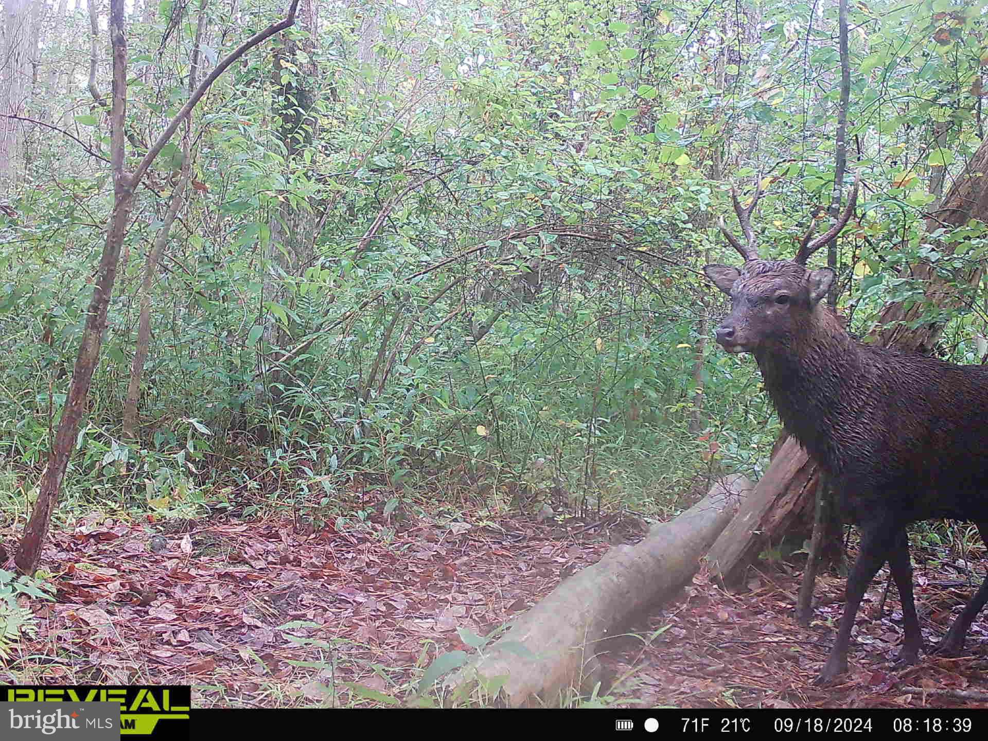 0 Calloway Wharf Road Rhodesdale, MD 21659 - Photo 5 of 29 a view of a yard with plants and a tree