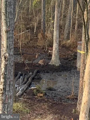 $84,900 | 0 Calloway Wharf Road, Rhodesdale, MD 21659