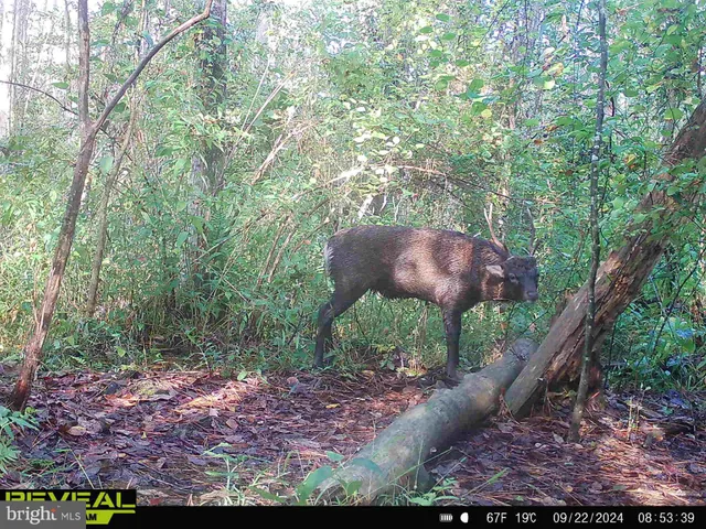 $84,900 | 0 Calloway Wharf Road, Rhodesdale, MD 21659