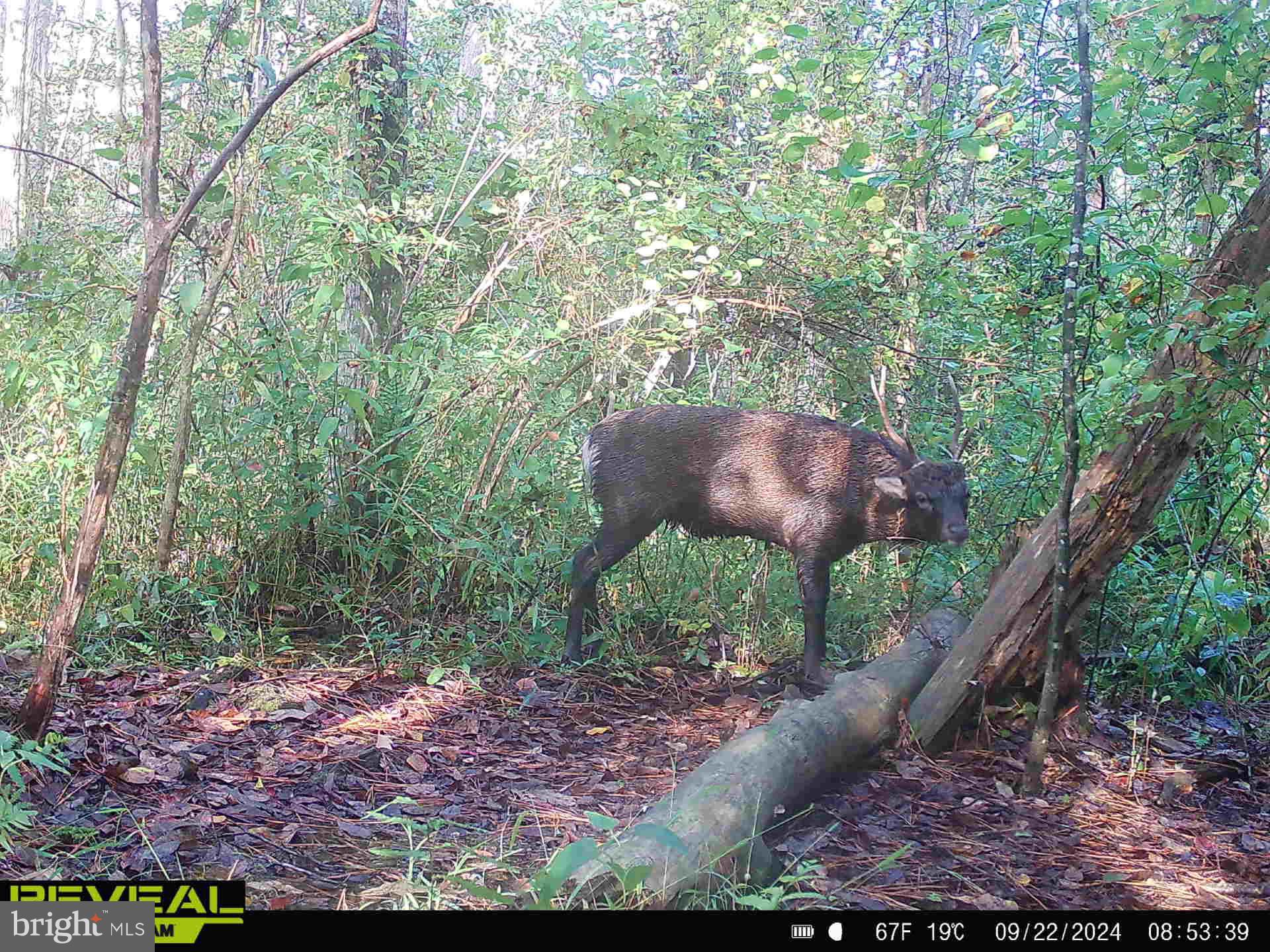 0 Calloway Wharf Road Rhodesdale, MD 21659 - Photo 8 of 29 a view of an outdoor space