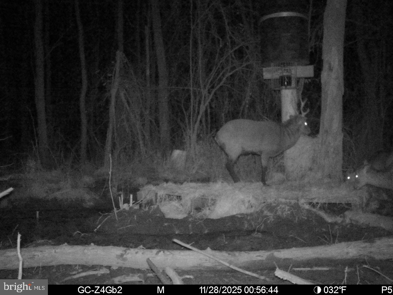 0 Calloway Wharf Road Rhodesdale, MD 21659 - Photo 10 of 29 a view of a backyard