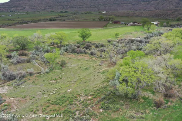 a view of a lush green space