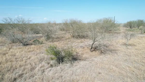 a view of a dry yard with trees