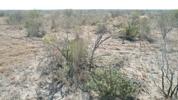 a view of a forest with trees in the background