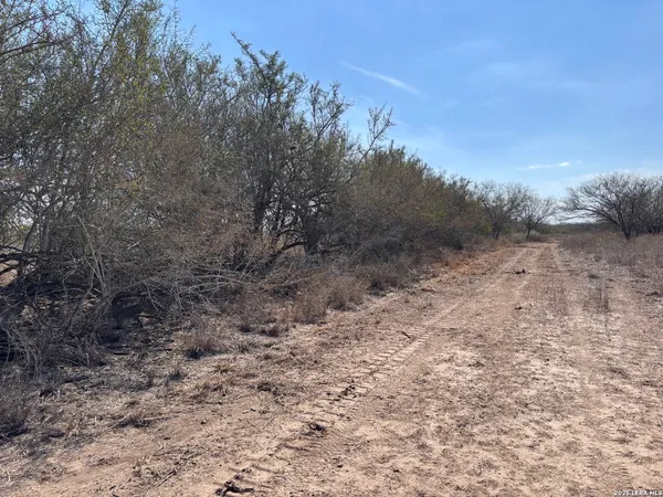a view of a dry yard with trees in the background