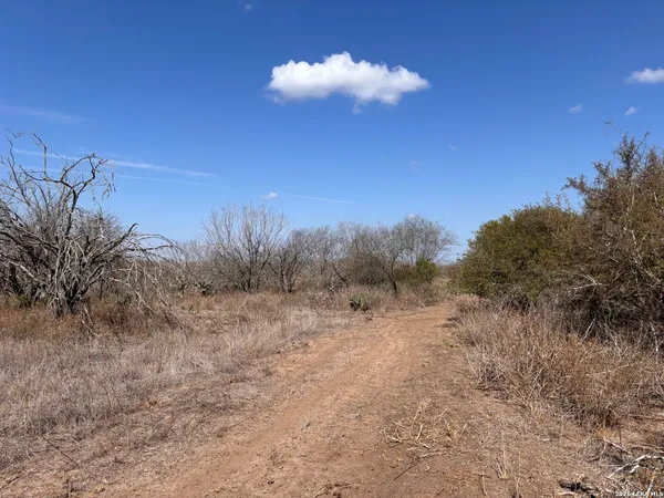 a view of a dry yard with trees in the background
