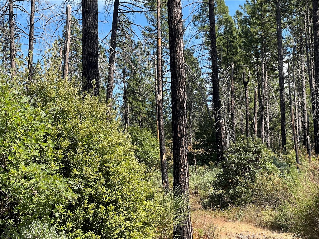 13477 Cirby Creek Road Oroville, CA 95965 - Photo 15 of 29