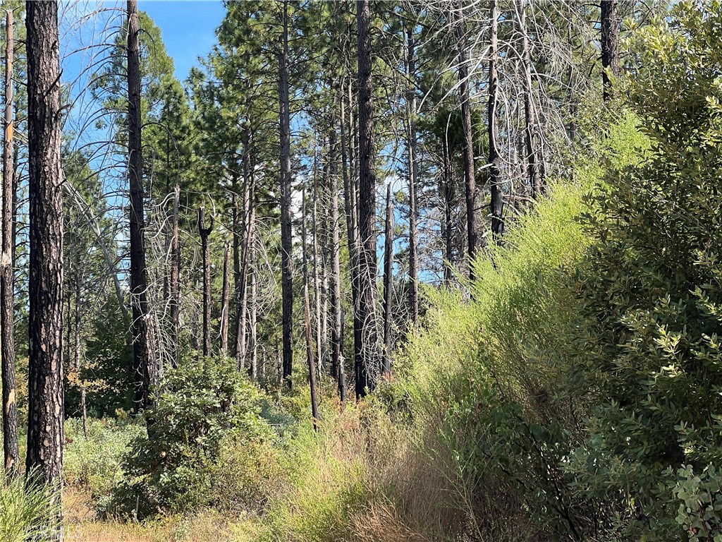 13477 Cirby Creek Road Oroville, CA 95965 - Photo 16 of 29