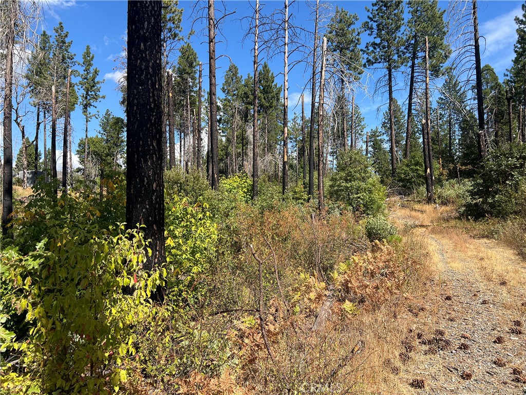 13477 Cirby Creek Road Oroville, CA 95965 - Photo 8 of 29