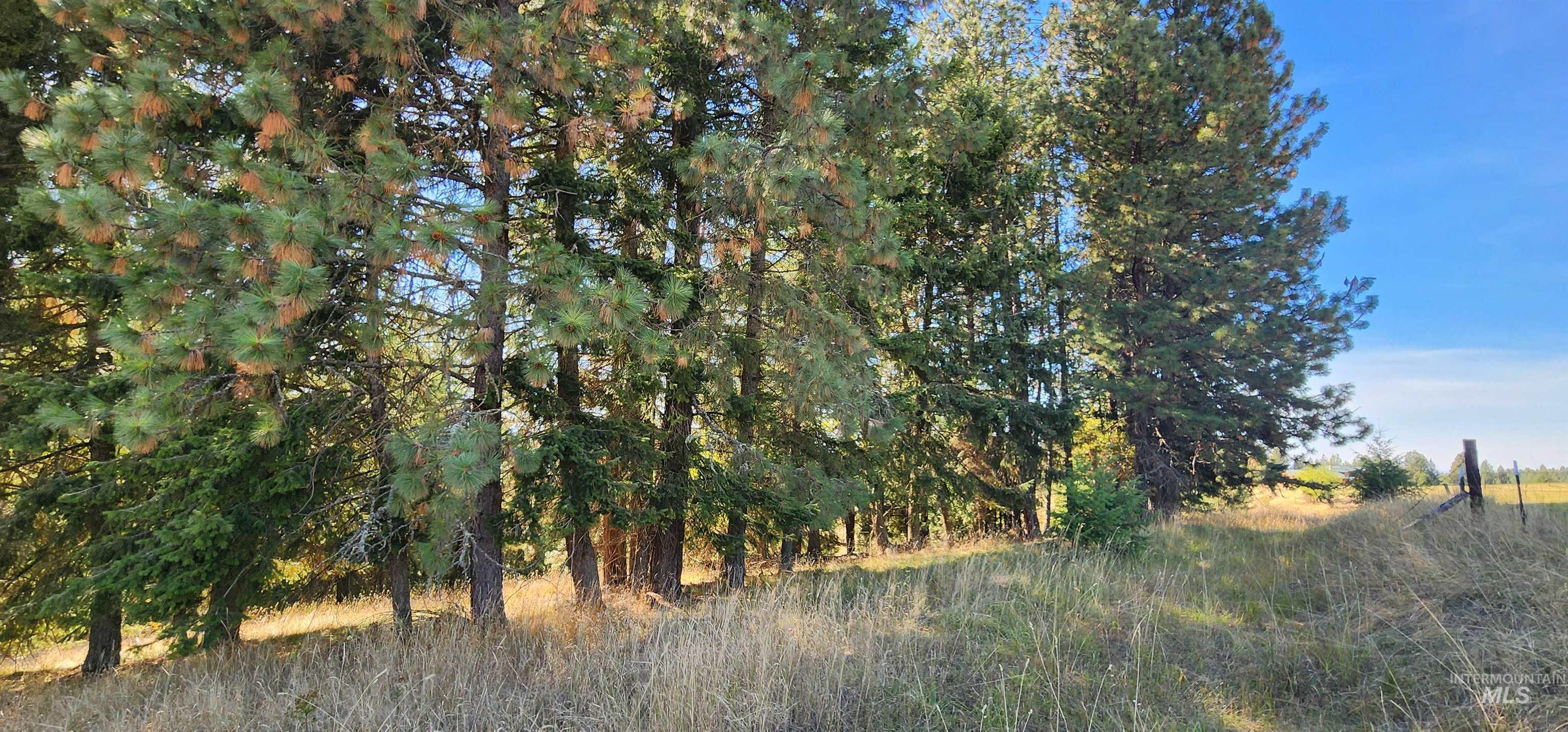 Tbd Red Fir Road Kooskia, ID 83539 - Photo 9 of 34