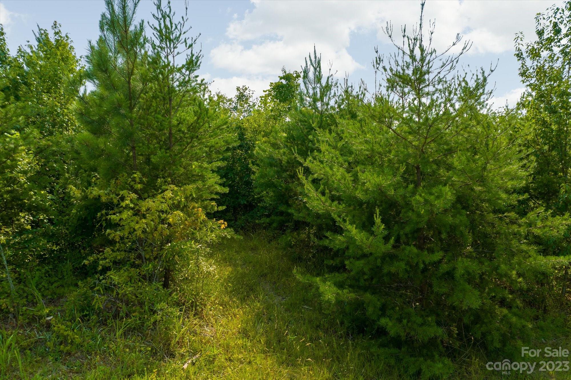 0 Bill Collins Road Tryon, NC 28782 - Photo 6 of 11 a view of a lush green space