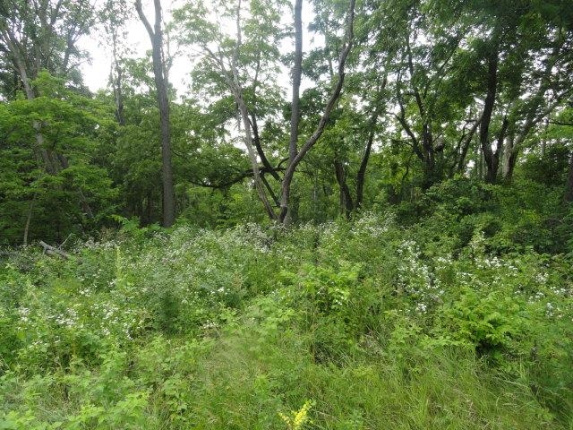 5.24-acres Ringhand Road Monticello, WI 53570 - Photo 27 of 79