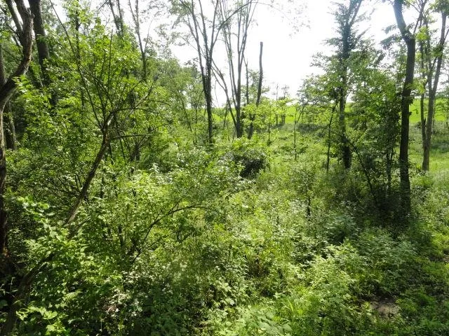$134,500 | 5.24-acres Ringhand Road, Monticello, WI 53570