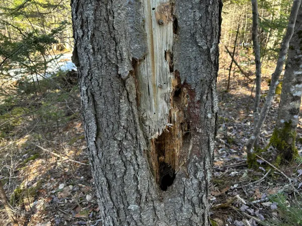 $210,000 | Map5-lot1 Silvers Mills Road, Sangerville, ME 04479