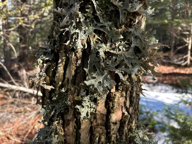 $210,000 | Map5-lot1 Silvers Mills Road, Sangerville, ME 04479