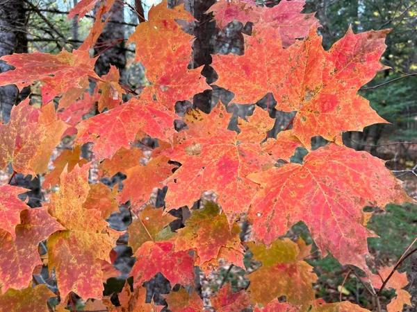 $210,000 | Map5-lot1 Silvers Mills Road, Sangerville, ME 04479