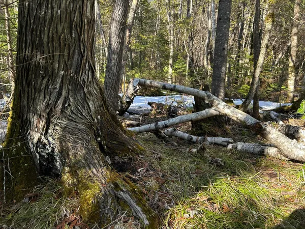 $210,000 | Map5-lot1 Silvers Mills Road, Sangerville, ME 04479