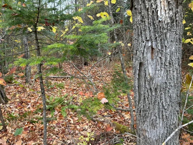$210,000 | Map5-lot1 Silvers Mills Road, Sangerville, ME 04479