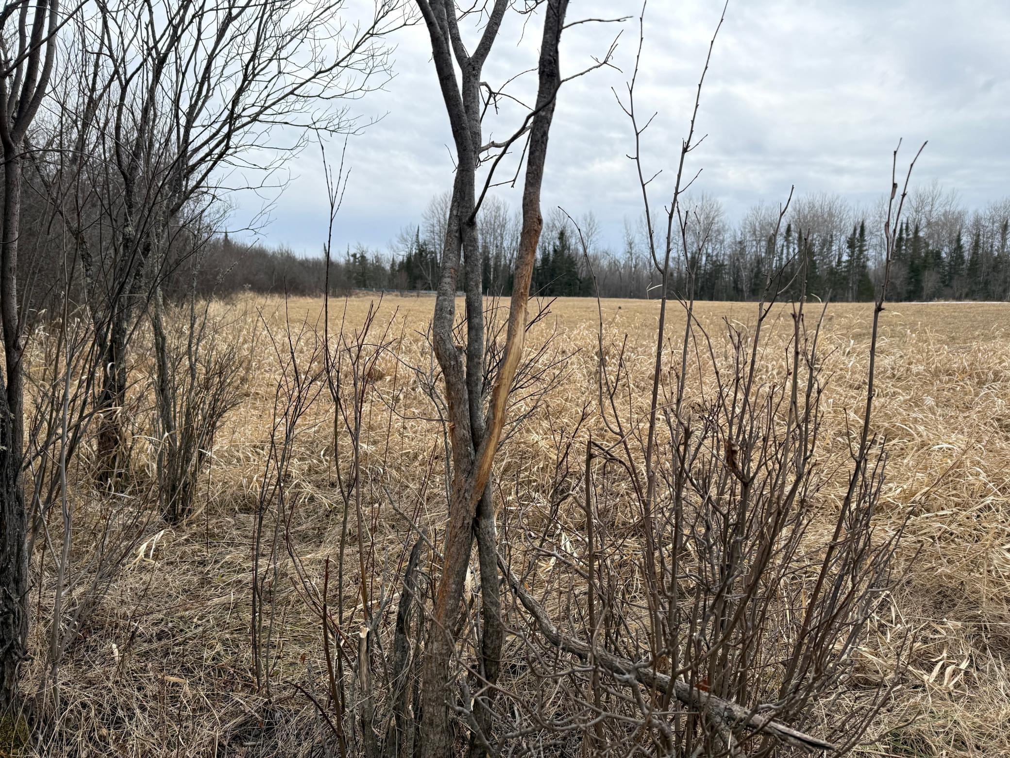 Three Bridges Road Cook, MN 55723 - Photo 23 of 48