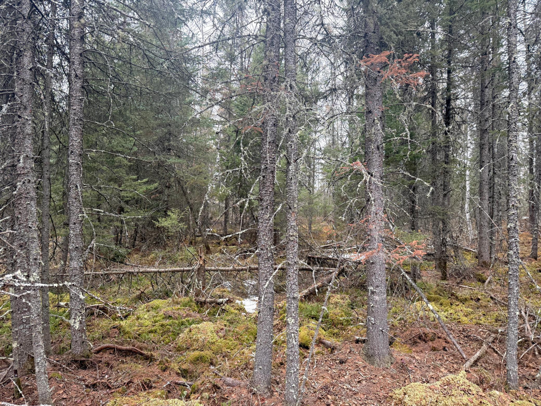 Three Bridges Road Cook, MN 55723 - Photo 30 of 48