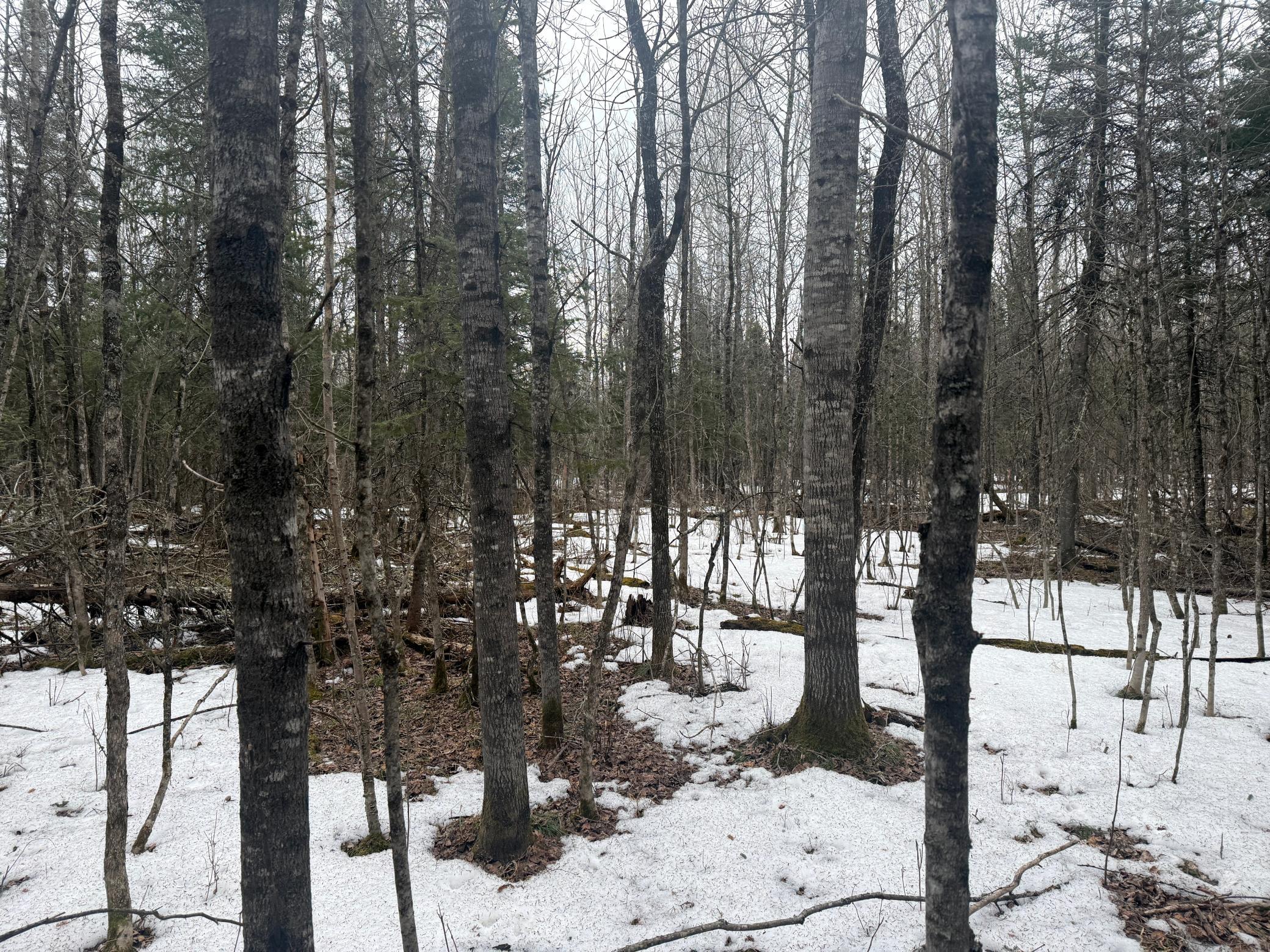 Three Bridges Road Cook, MN 55723 - Photo 34 of 48