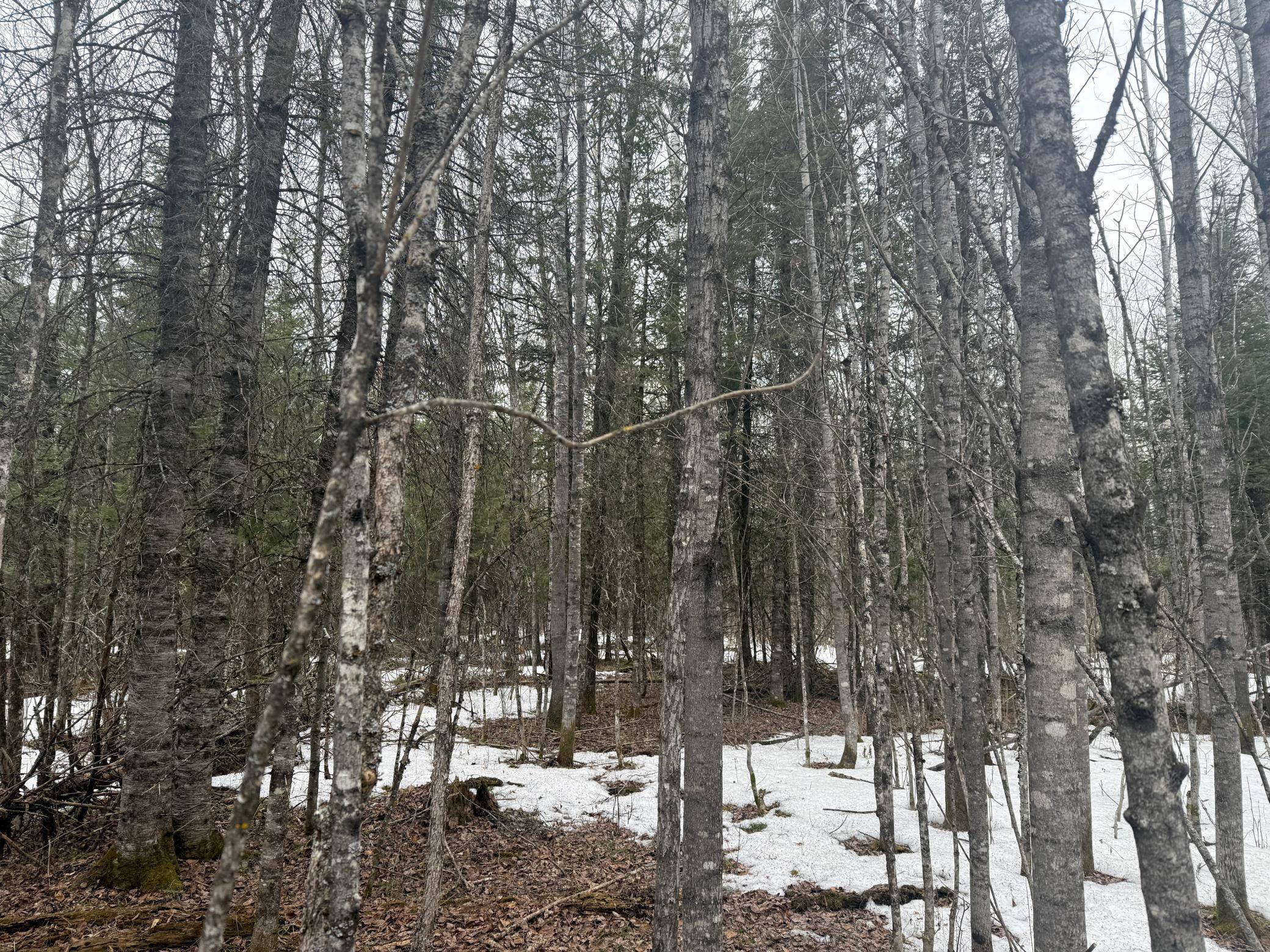 Three Bridges Road Cook, MN 55723 - Photo 35 of 48