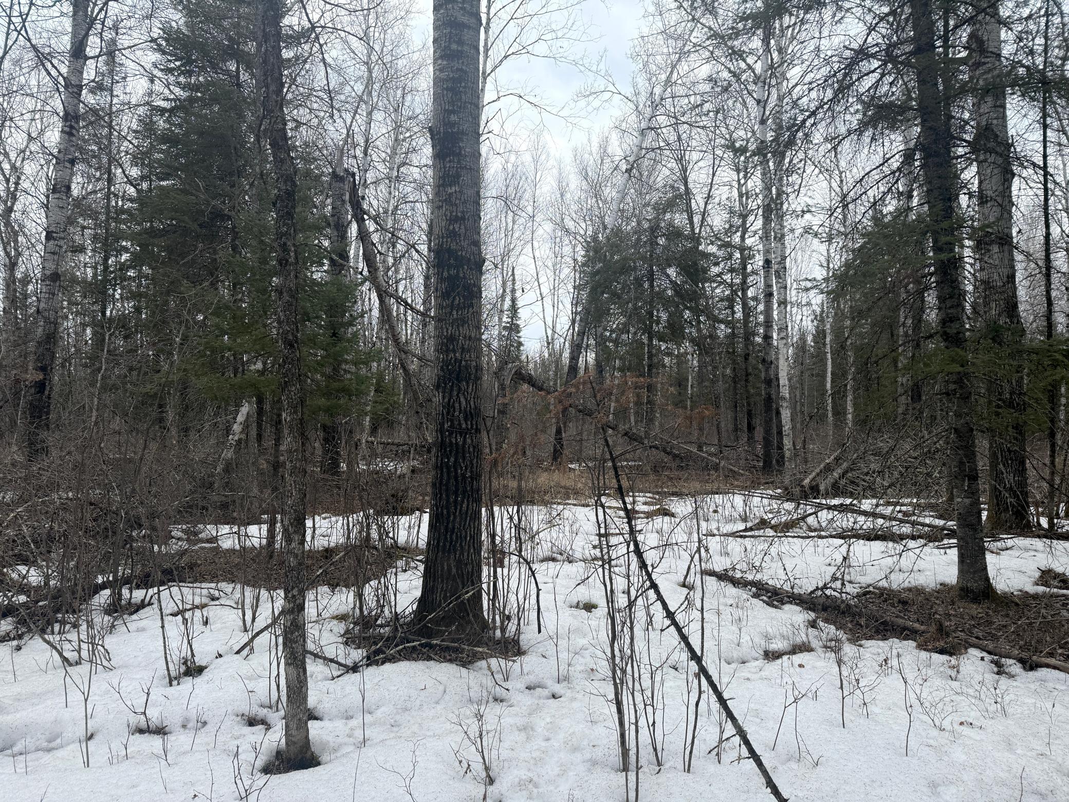 Three Bridges Road Cook, MN 55723 - Photo 36 of 48