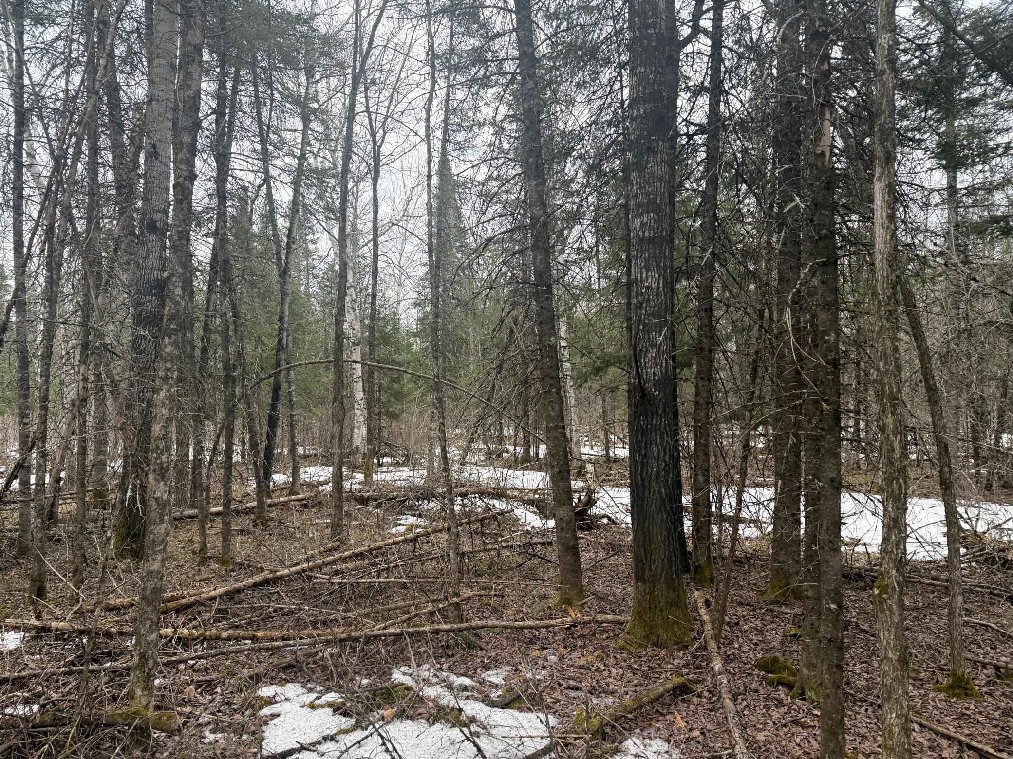 Three Bridges Road Cook, MN 55723 - Photo 37 of 48