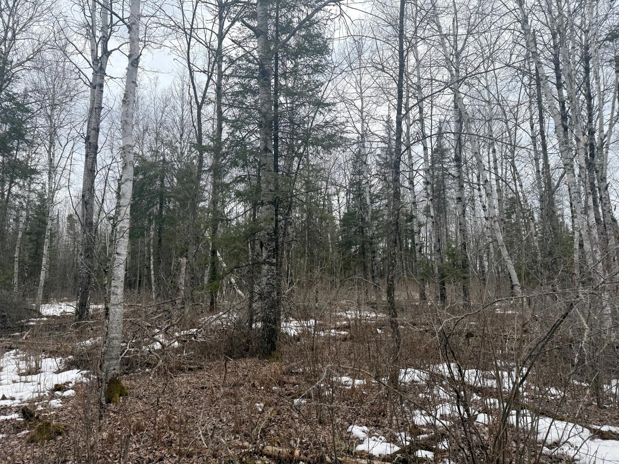 Three Bridges Road Cook, MN 55723 - Photo 38 of 48