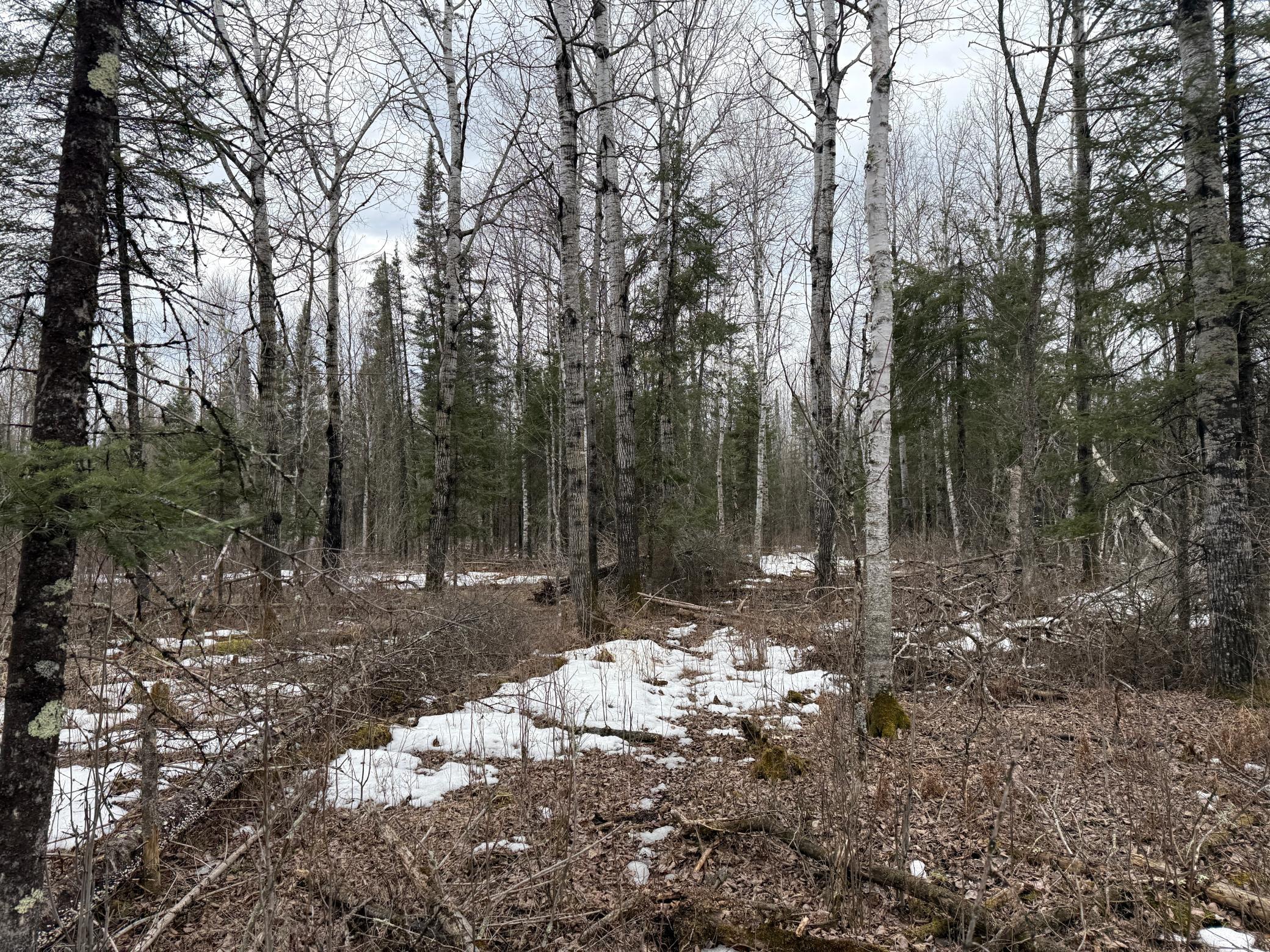 Three Bridges Road Cook, MN 55723 - Photo 39 of 48