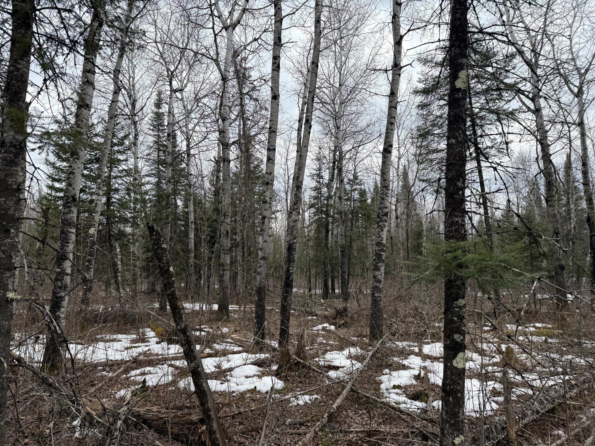 Three Bridges Road Cook, MN 55723 - Photo 40 of 48