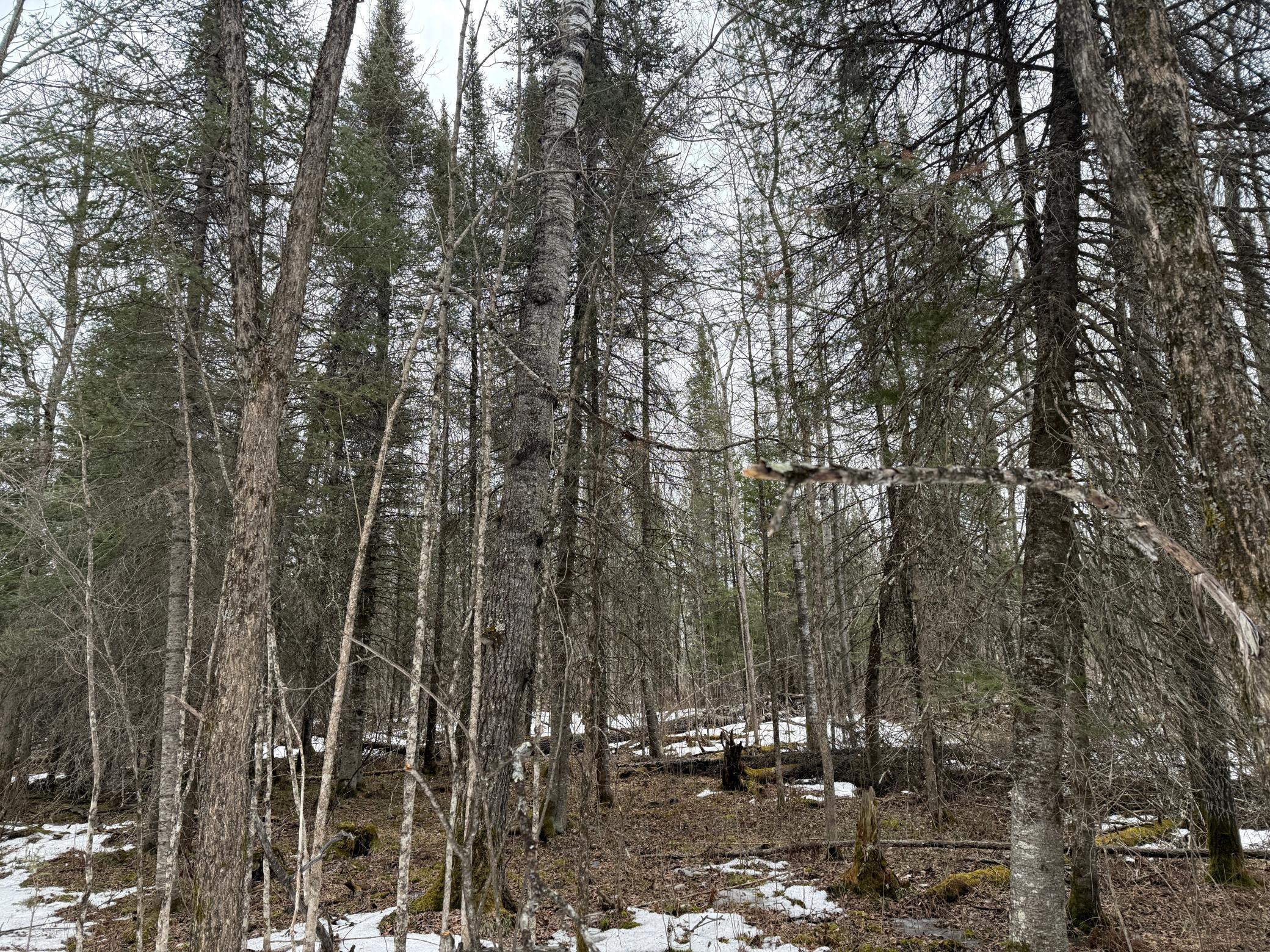 Three Bridges Road Cook, MN 55723 - Photo 42 of 48