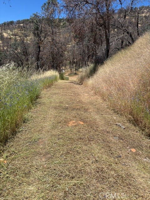 5358 Mariposa Heights Road Mariposa, CA 95338 - Photo 2 of 10 Weed abatement on driveway