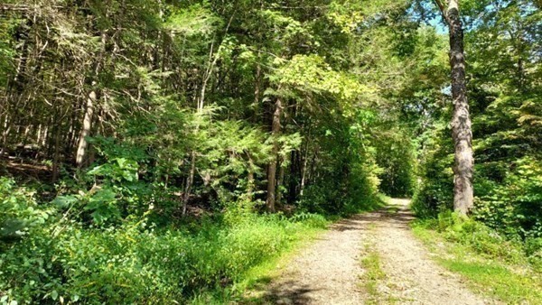 69 Bromley Road Huntington, MA 01050 - Photo 10 of 20 a view of a yard with plants and large trees